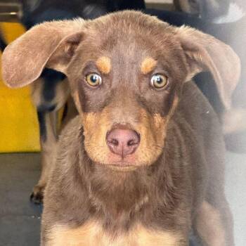 Doberman Pinscher Dogs Available for Adoption in Kingman, Arizona - Jordan | PetCurious