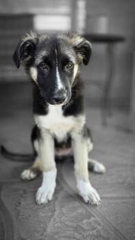 Iris -  German Shepherd Dog Dog for Adoption in Glendale, Arizona - Iris | PetCurious