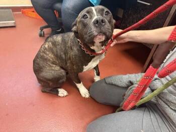 Brooklyn -  Pit Bull Terrier Dog Available for Adoption in Salisbury, Maryland - Brooklyn | PetCurious