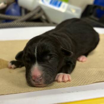 Husky and Mixed Breed Dogs Available for Adoption in Yuma, Arizona - Violet | PetCurious