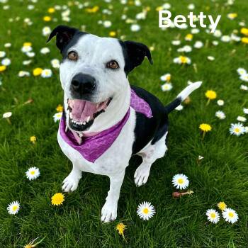 Rescue Black Labrador Retriever and Boston Terrier Dogs for Adoption in Lucas, Texas - Betty | PetCurious