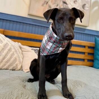 Labrador Retriever and Black Labrador Retriever Dogs Available for Adoption in Friendswood, Texas - Chevy Teddy Your Snuggly Best Friend | PetCurious