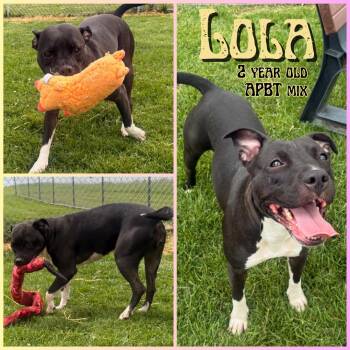 Rescue Pit Bull Terrier Dogs for Adoption in Greenwood, Indiana - Lola | PetCurious