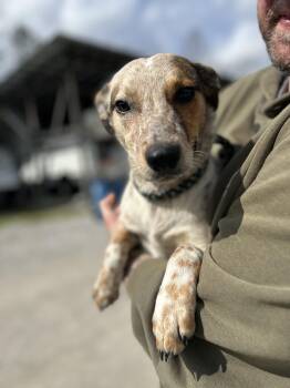 Australian Cattle Dog Blue Heeler Dogs Available for Adoption - Marks | PetCurious