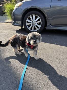Rescue Lhasa Apso and Maltese Dogs for Adoption in Los Angeles, California - Pepe | PetCurious