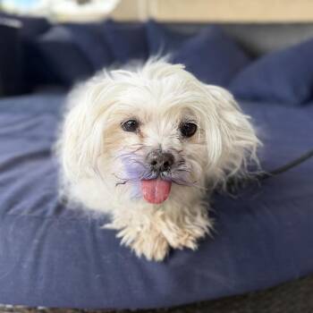 Maltese Dogs Available for Adoption in Ramona, California - Griffin | PetCurious