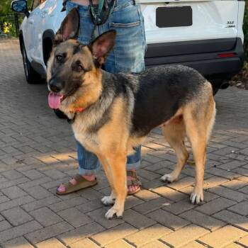 WEENY GS -  German Shepherd Dog Dog for Adoption in Lucas, Texas - WEENY GS | PetCurious