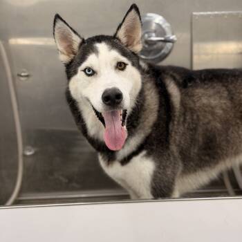 Rescue Siberian Husky and Husky Dogs for Adoption in Riverside, California - Rocky | PetCurious