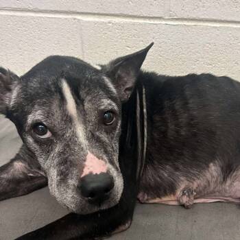 Rescue Mixed Breed Dogs for Adoption in Rocky Mount, Virginia - Louise | PetCurious