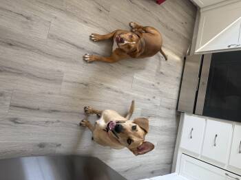 Rescue German Shepherd Dog and Pit Bull Terrier Dogs for Adoption in Frederick, Maryland - Minnie And Zoey -- Courtesy Post | PetCurious