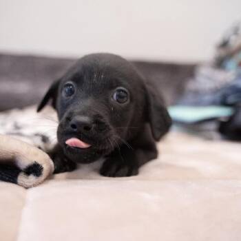 Midnight -  Rottweiler and Black Labrador Retriever Dog for Adoption in Portland, Oregon - Midnight | PetCurious