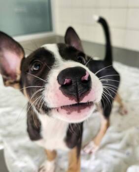 Ham -  Mixed Breed Dog for Adoption in Healdsburg, California - Ham | PetCurious