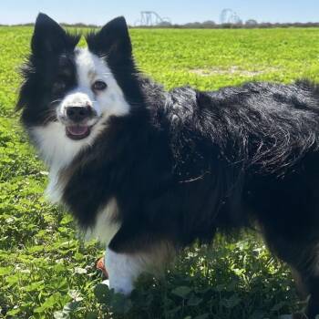 Rescue Australian Shepherd Dogs for Adoption in Ontario, California - River | PetCurious