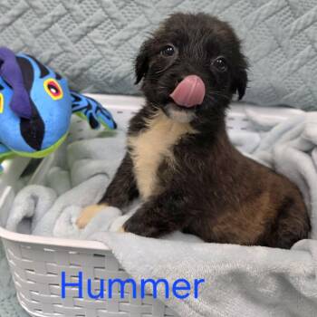 Shepherd and Mixed Breed Dogs Available for Adoption in Jacksboro, Tennessee - Hummer | PetCurious