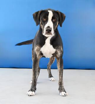 MIGUEL -  Labrador Retriever Dog for Adoption in Pasadena, California - MIGUEL | PetCurious