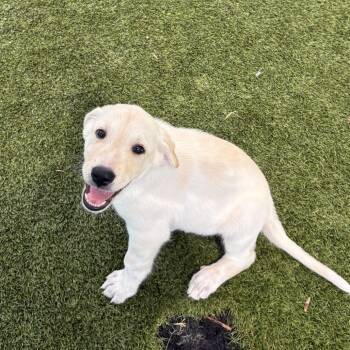 Pup 2 3561 -  Mixed Breed Dog for Adoption in Loxahatchee Groves, Florida - Pup 2 3561 | PetCurious