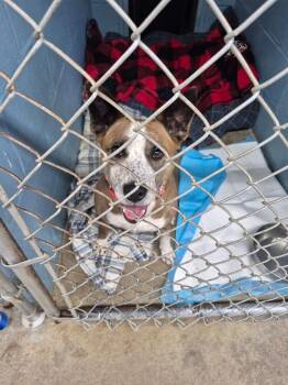 Magnolia -  Staffordshire Bull Terrier and Cattle Dog Dog for Adoption in Caldwell, New Jersey - Magnolia | PetCurious