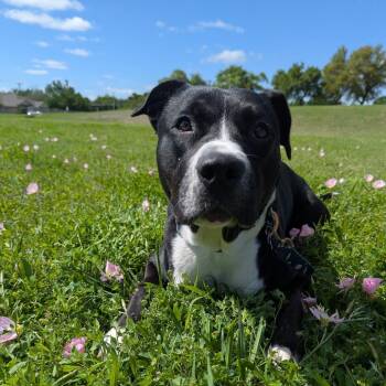 Brisket -  Shepherd and Pit Bull Terrier Dog for Adoption in Austin, Texas - Brisket | PetCurious