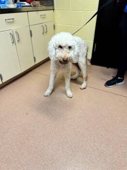 Poodle and Mixed Breed Dogs Available for Adoption in Cookeville, Tennessee - CHOCOLATE MILK | PetCurious