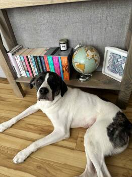 Rescue Great Pyrenees and English Springer Spaniel Dogs for Adoption in Kirkland Lake, Ontario - Milo | PetCurious