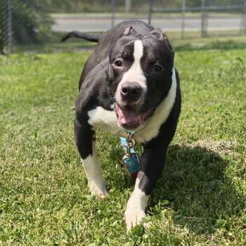 English Bulldog and Mixed Breed Dogs Available for Adoption in Wilmington, Delaware - Tippett | PetCurious