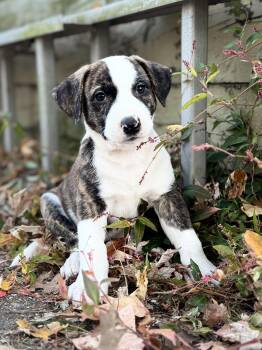 Rescue American Bulldog and German Shepherd Dog Dogs for Adoption in Collingswood, New Jersey - Max | PetCurious