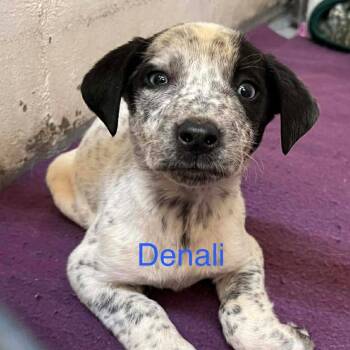 Husky and German Shorthaired Pointer Dogs Available for Adoption - Denali | PetCurious