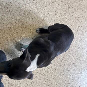 Persephone  7252 -  Weimaraner and Mixed Breed Dog Available for Adoption in Loxahatchee Groves, Florida - Persephone  7252 | PetCurious
