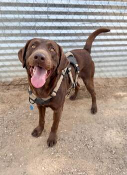 Chocolate Labrador Retriever Dogs Available for Adoption in Severance, Colorado - Diesel | PetCurious