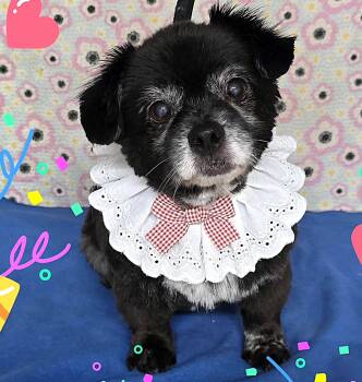 Chihuahua Dogs Available for Adoption in Mississauga, Ontario - Zoey (13 Lbs) | PetCurious