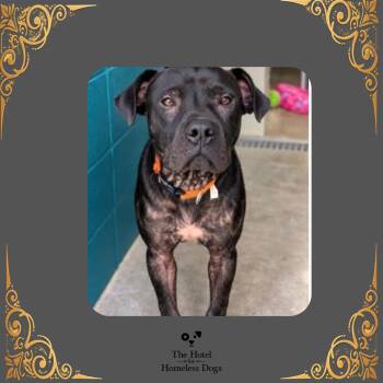 Batman -  American Staffordshire Terrier and Mastiff Dog for Adoption in Cumberland, Rhode Island - Batman | PetCurious