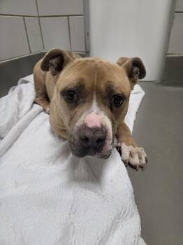 Pit Bull Terrier and Mixed Breed Dogs Available for Adoption in Grand Junction, Colorado - Milo | PetCurious