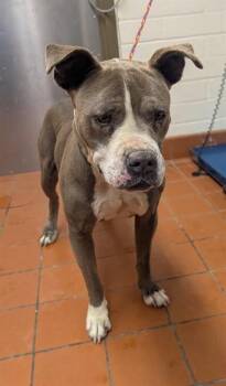 Pit Bull Terrier Dogs Available for Adoption in Camarillo, California - WHITNEY | PetCurious
