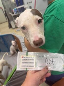 October -  Mixed Breed Dog for Adoption in Cincinnati, Ohio - October | PetCurious