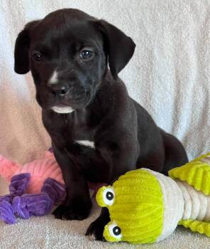 Scarlett -  Bulldog and Pit Bull Terrier Dog for Adoption in San Tan Valley, Arizona - Scarlett | PetCurious