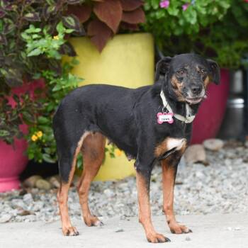 Dawn -  Hound Dog for Adoption in Wake Forest, North Carolina - Dawn | PetCurious