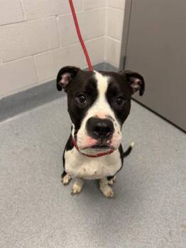 AUSTRO -  Pit Bull Terrier Dog for Adoption in Indianapolis, Indiana - AUSTRO | PetCurious