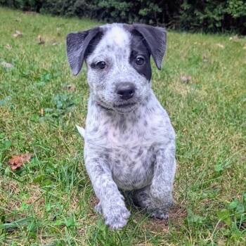 Macee Pup - Puck -  Cattle Dog and Mixed Breed Dog for Adoption in Fairfax Station, Virginia - Macee Pup - Puck | PetCurious