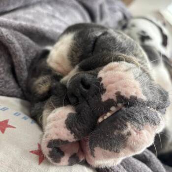 English Bulldog Dogs Available for Adoption in Austin, Texas - Maudy | PetCurious