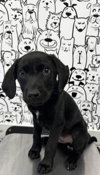 Labrador Retriever and Mixed Breed Dogs Available for Adoption in North Charleston, South Carolina - 05848B Trix | PetCurious