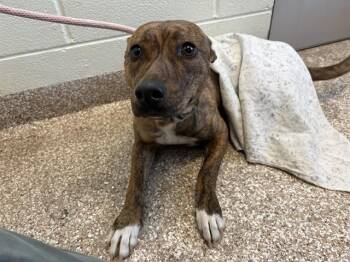 Labrador Retriever and Mixed Breed Dogs Available for Adoption - MARILYN | PetCurious