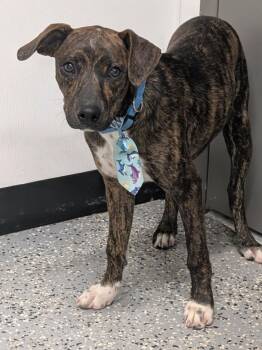 Cam -  Labrador Retriever and Border Collie Dog for Adoption in Kemp, Texas - Cam | PetCurious