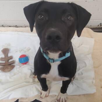 Mixed Breed Dogs Available for Adoption - Bass | PetCurious
