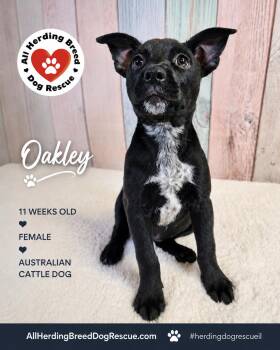 Oakley -  Cattle Dog Dog for Adoption in Joliet, Illinois - Oakley | PetCurious