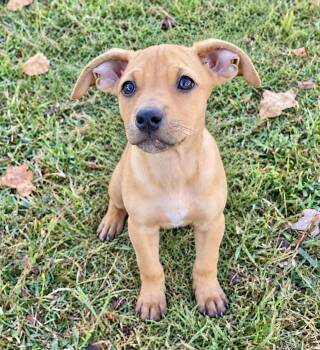 April -  Terrier Dog for Adoption in Glocester, Rhode Island - April | PetCurious