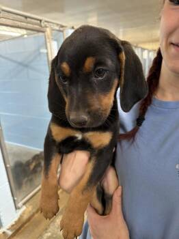 Ana -  Hound and Australian Shepherd Dog for Adoption in Sedalia, Colorado - Ana | PetCurious