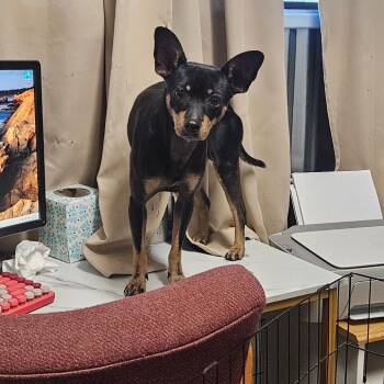 Nugget -  Chihuahua Dog for Adoption in Flagstaff, Arizona - Nugget | PetCurious