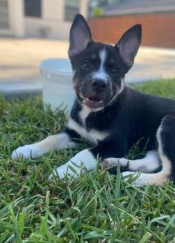 Rescue Husky Dogs for Adoption in Houston, Texas - Oreo | PetCurious