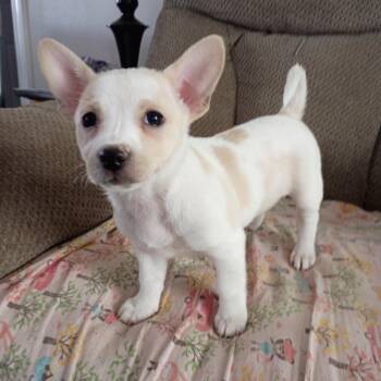 Chihuahua and Mixed Breed Dogs Available for Adoption in Shorewood, Illinois - Skittles | PetCurious