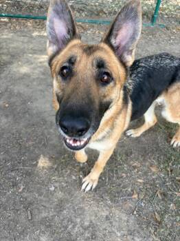 Sabrina the Shepherd -  German Shepherd Dog Dog for Adoption in Little Rock, Arkansas - Sabrina The Shepherd | PetCurious